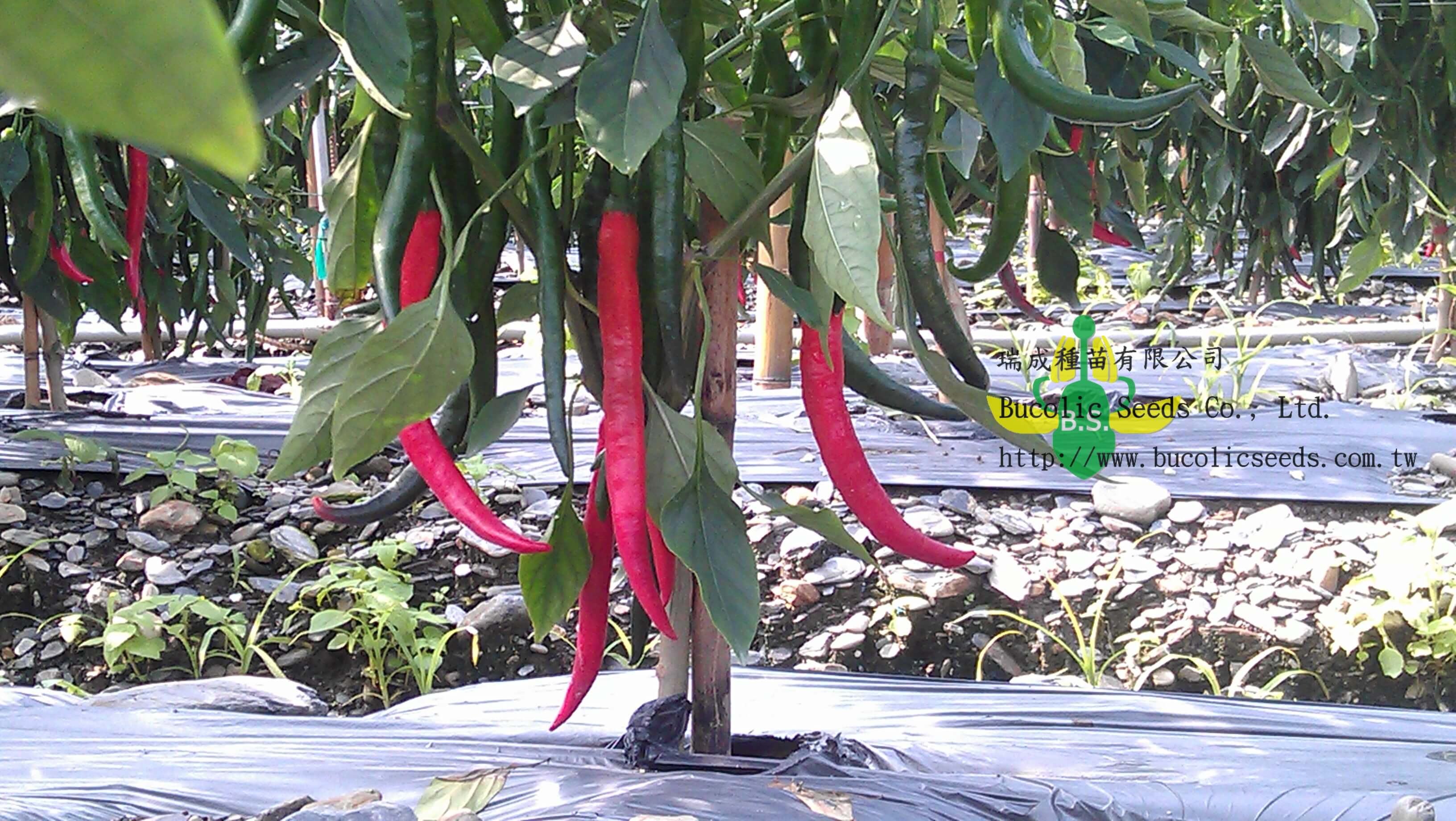 Hot Pepper 2008 - Hot Pepper 2008